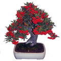 Pyracantha Coccinea